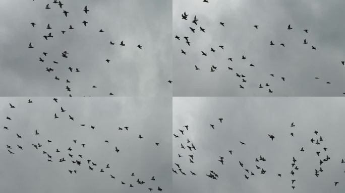 天空鸽子飞鸟【120帧】天空一群鸟飞过