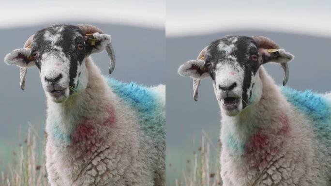 一只蓝红相间的羊，站在远处群山环绕的翠绿田野里。垂直视频。