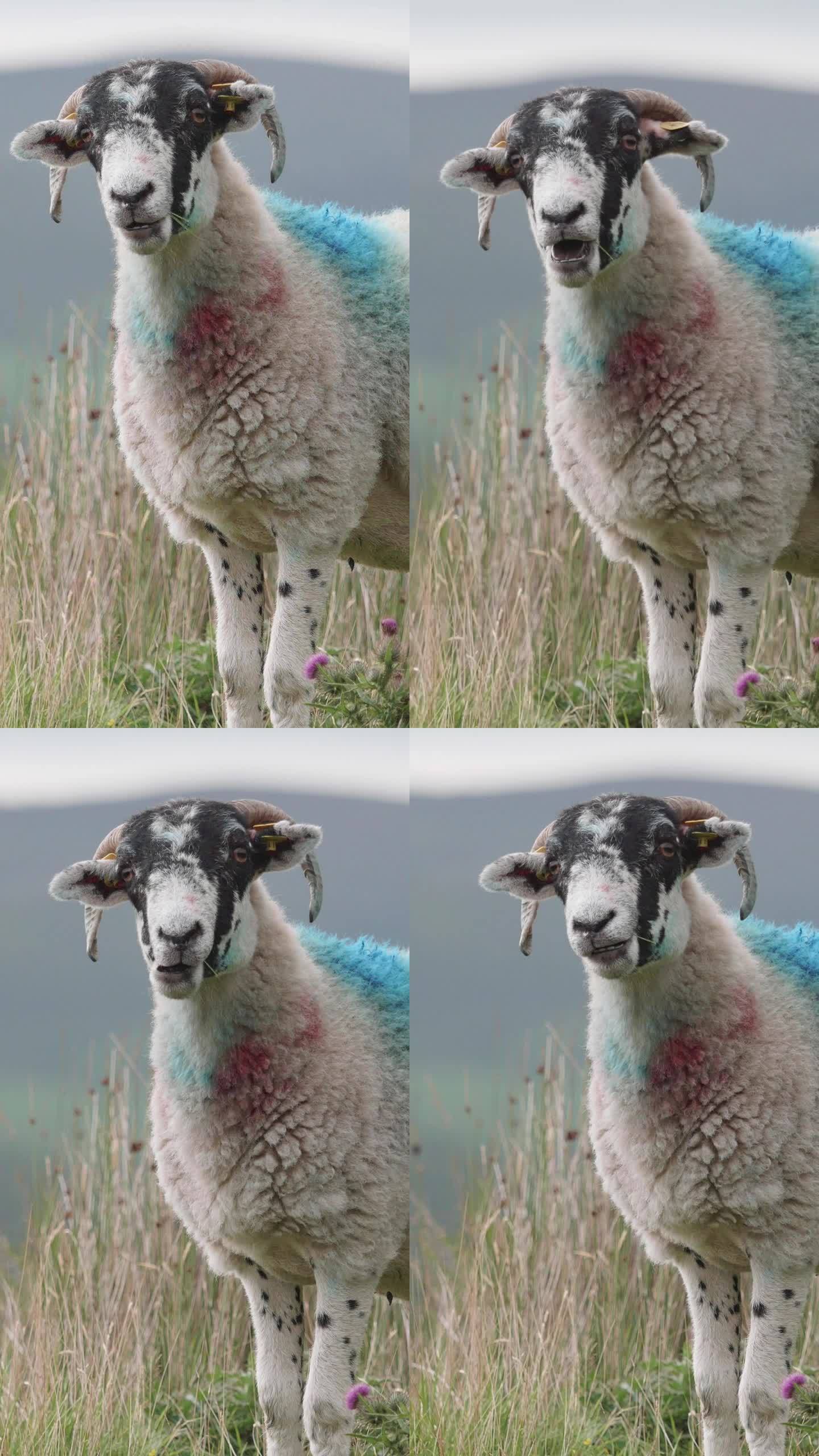 一只蓝红相间的羊，站在远处群山环绕的翠绿田野里。垂直视频。