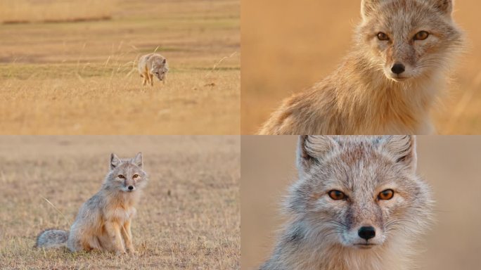 春季东北内蒙古草原上的狐狸-沙狐特写
