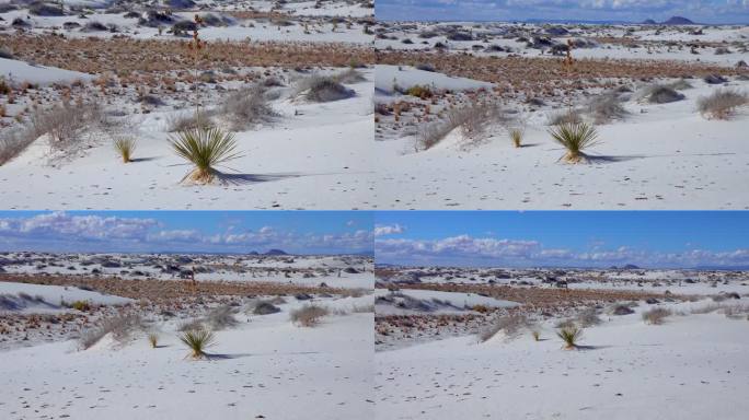 白色石膏沙上的丝兰和干燥的沙漠植物。美国新墨西哥州的白沙国家纪念碑