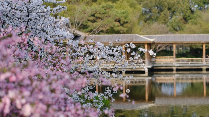 杭州春天西湖 樱花 海棠 园林 山水