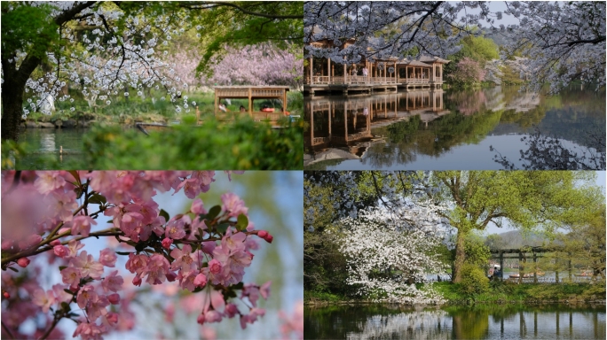 杭州春天西湖 樱花 海棠 园林 山水