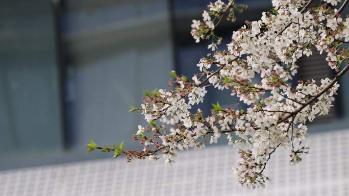 春天现代建筑旁即将凋零的樱花