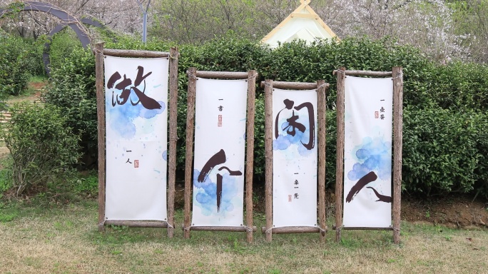 春天成片的樱花林樱花开放 苏州樱野景区