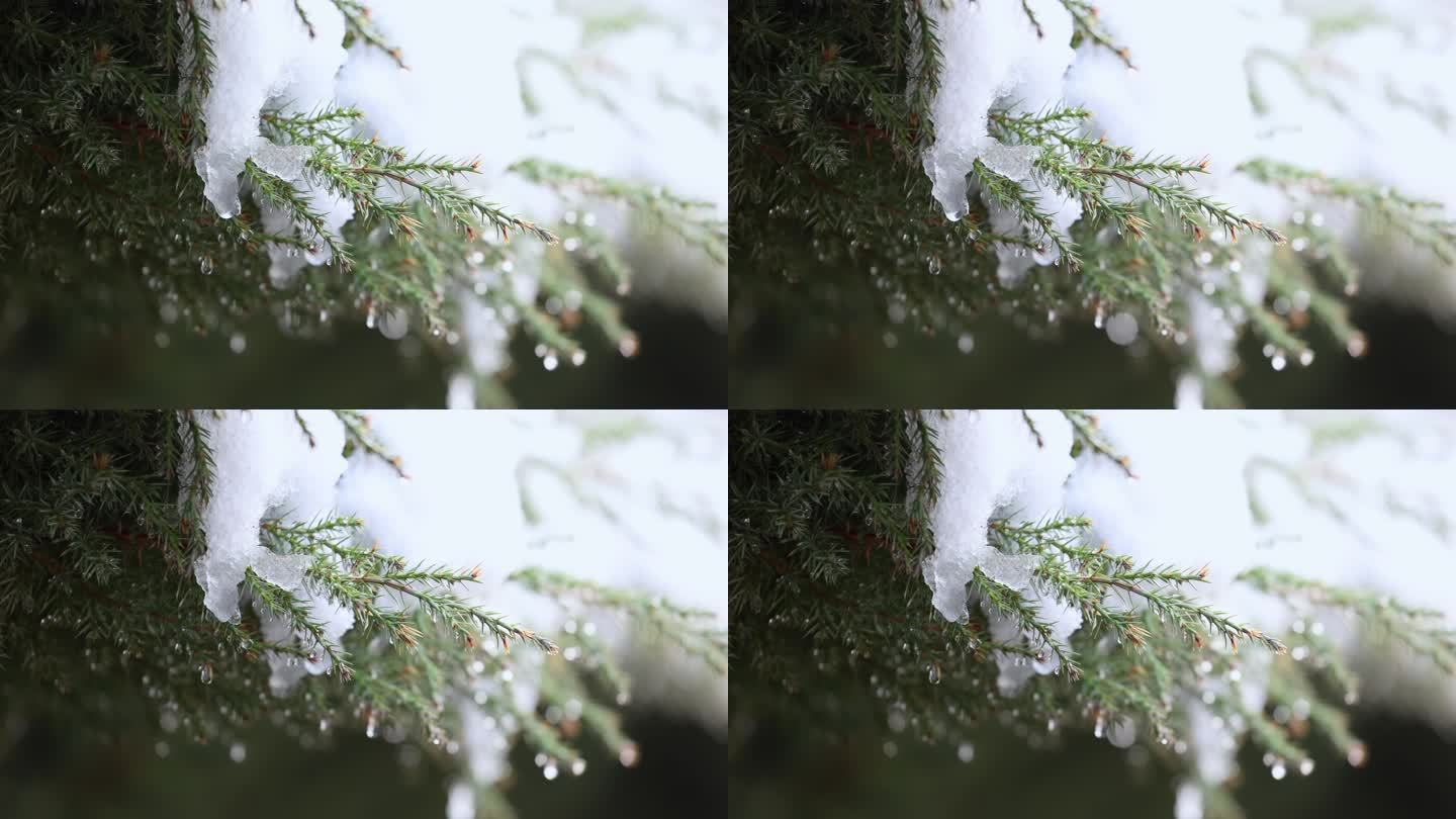 树枝上正在融化的积雪