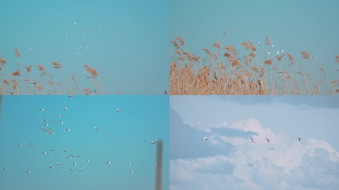 湿地野生鸟类——白琵鹭02-集群-飞翔