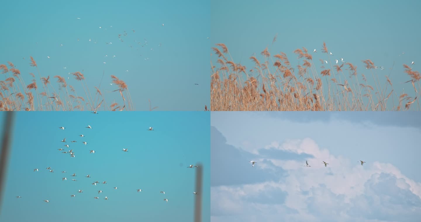 湿地野生鸟类——白琵鹭02-集群-飞翔
