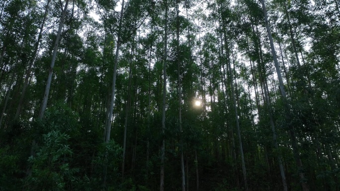 阳光下森林风吹树林大风吹树叶风吹丛林树枝