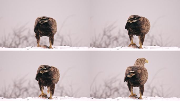 白尾鹰在雪地里吃鱼头的近景