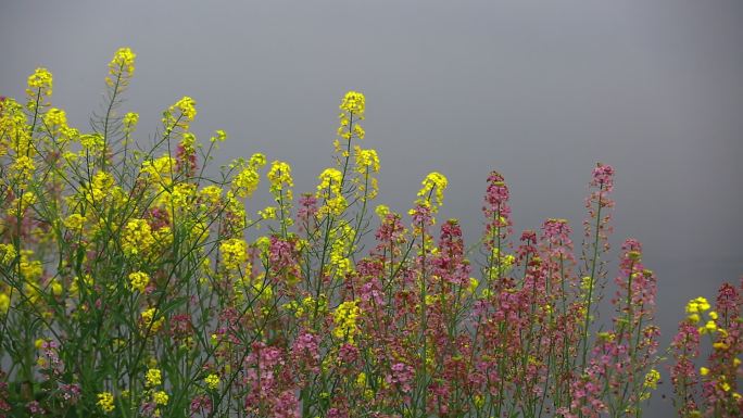 五颜六色的油菜花