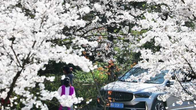 重庆南川：樱花绽放春意浓