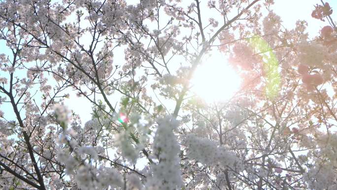 樱花 粉色白色樱花
