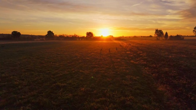 日落时分，一群鹿在农田上的剪影