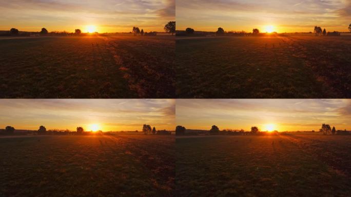 日落时分，一群鹿在农田上的剪影