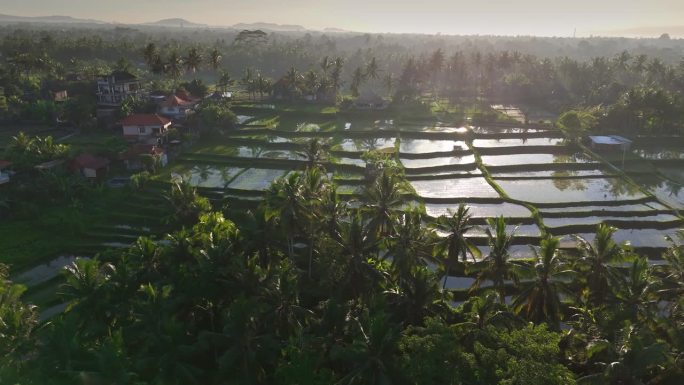 航拍巴厘岛的自然风光——日出时的稻田和棕榈树。印度尼西亚巴厘岛乌布的水稻梯田充满了水