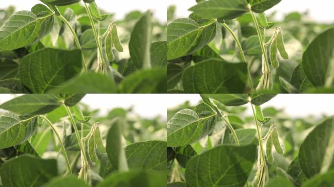 大豆豆荚在植株上，特写，大豆植株在田间特写