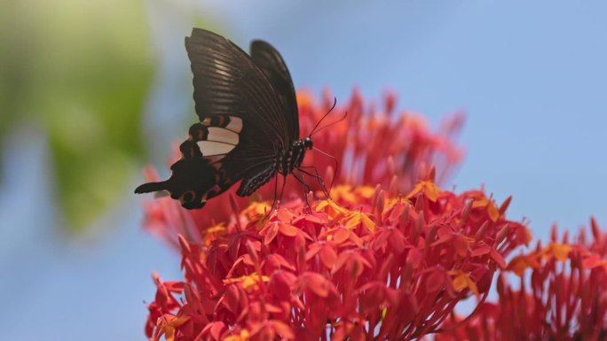 黑白蝴蝶在粉色花朵上觅食。热带蝴蝶从花中采集花蜜并飞走的慢动作镜头