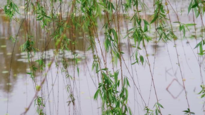 湖边柳树柳叶垂柳吹动
