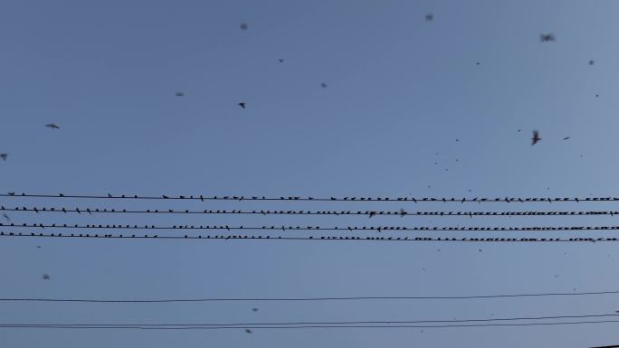 傍晚电线上成群的燕子飞来飞去飞鸟群鸟飞翔