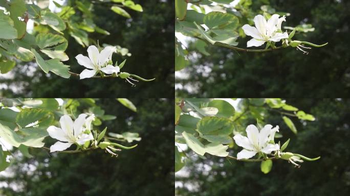 春天公园盛开的紫荆花随风摇曳