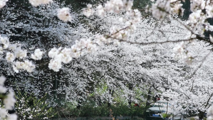 重庆南川：樱花绽放春意浓