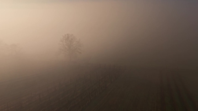 黎明时分，被雾笼罩的田野散发着空灵的光芒，被雾包围的庄稼被雾软化了，一棵孤独的树见证了这诡异的美丽