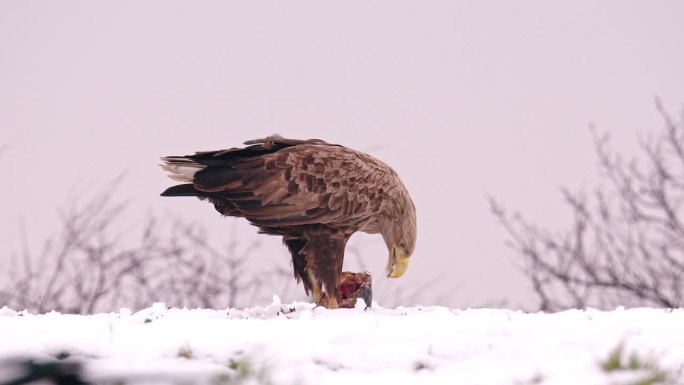 白尾鹰吃着白雪皑皑的鱼头，就像欧亚喜鹊走路一样