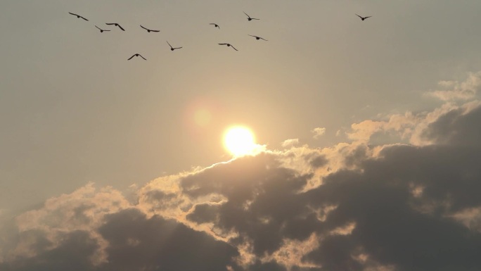 天空鸽子【120帧】阳光下天空一群鸟飞过