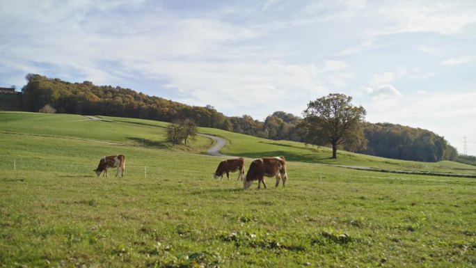 奶牛在农村草地上吃草。新鲜空气中的奶牛。