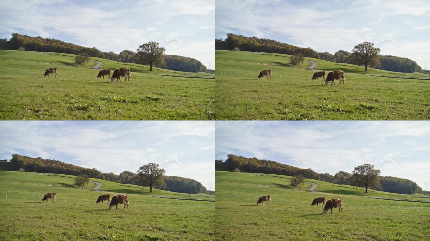 奶牛在农村草地上吃草。新鲜空气中的奶牛。
