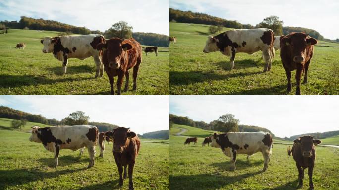 一群牛在农村的草山上吃草