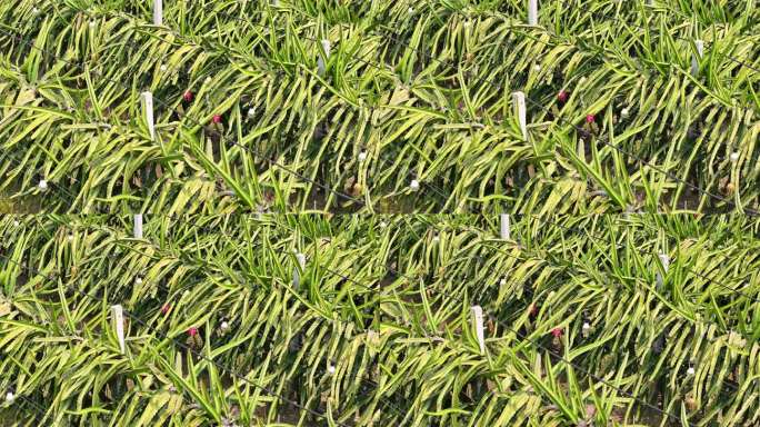 4K-Log-航拍火龙果种植基地