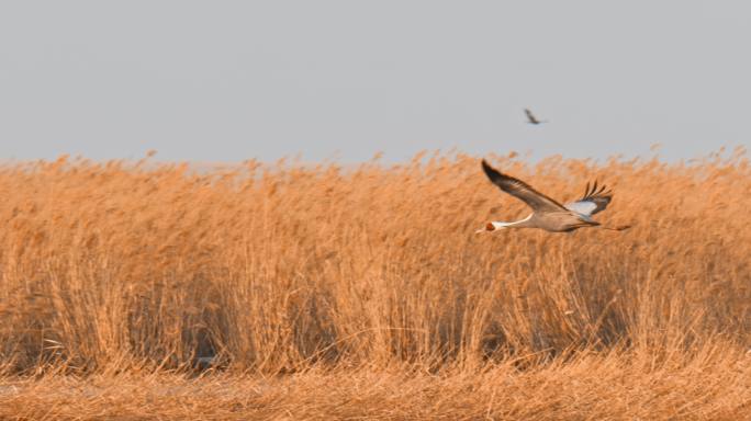 湿地常见野生鸟类——白枕鹤04