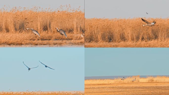 湿地常见野生鸟类——白枕鹤04