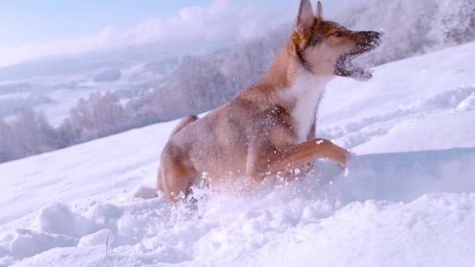 可爱的混血牧羊犬在刚刚落下的雪上奔跑和跳跃