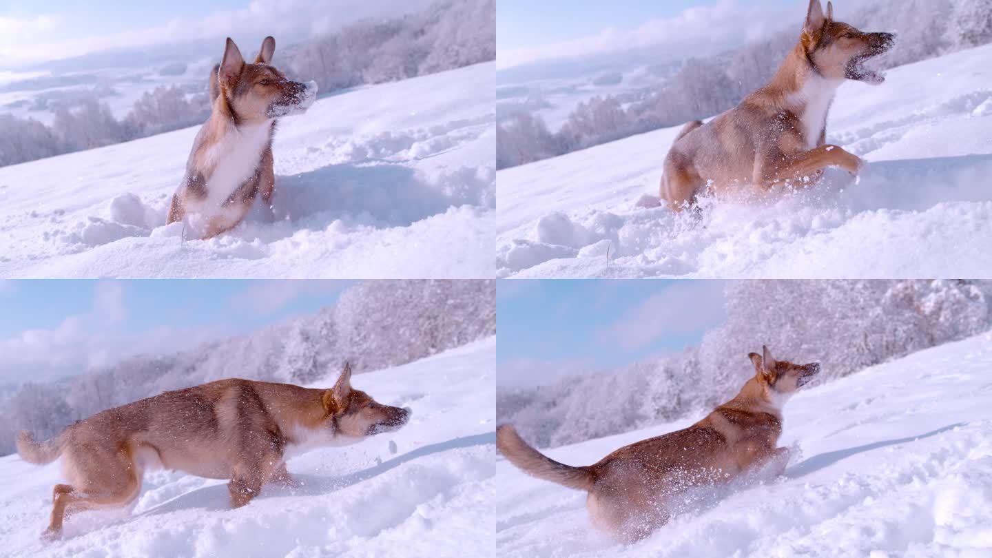 可爱的混血牧羊犬在刚刚落下的雪上奔跑和跳跃