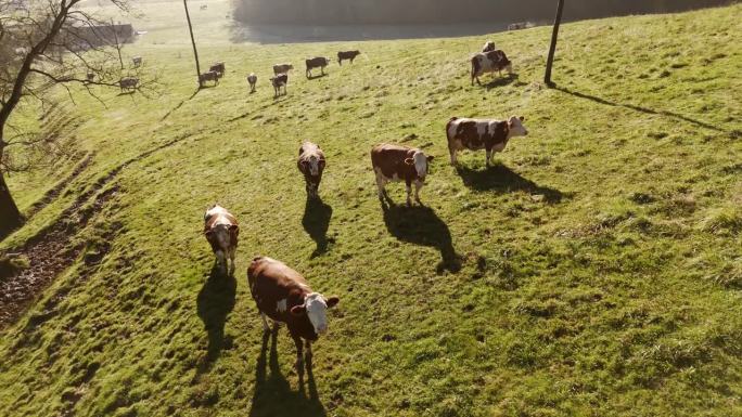 一群牛在乡下小山葱郁的绿色斜坡上吃草。新鲜空气中的奶牛。