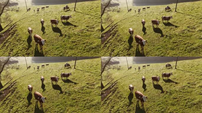 一群牛在乡下小山葱郁的绿色斜坡上吃草。新鲜空气中的奶牛。
