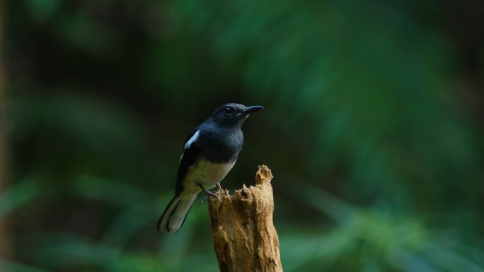 站在树桩上的鹊鸲小鸟吃虫子