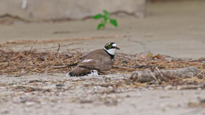 湿地常见野生候鸟、鸟类——金框鸻
