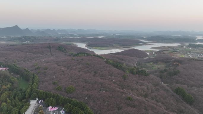 航拍贵州贵安平坝樱花园花草春天景区蓝天云