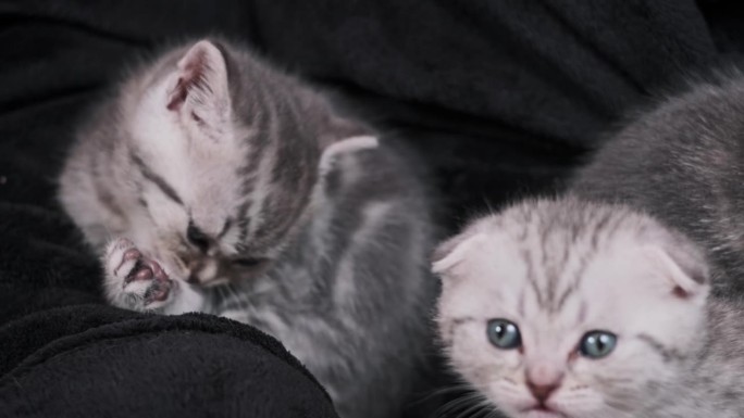 很多可爱的小猫有趣地坐在一起，在女性手中玩耍特写