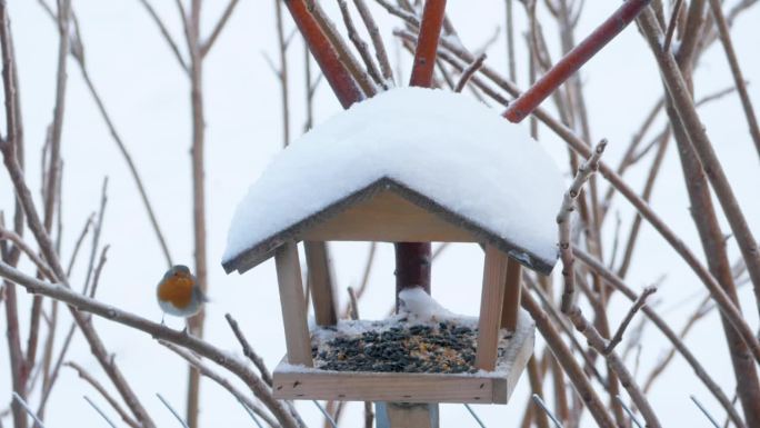 小鸟，大山雀和麻雀在冬天吃喂食器。冬天照顾和帮助鸟类。在冬天下雪的日子里，饥饿的鸟儿从悬挂的喂食器上