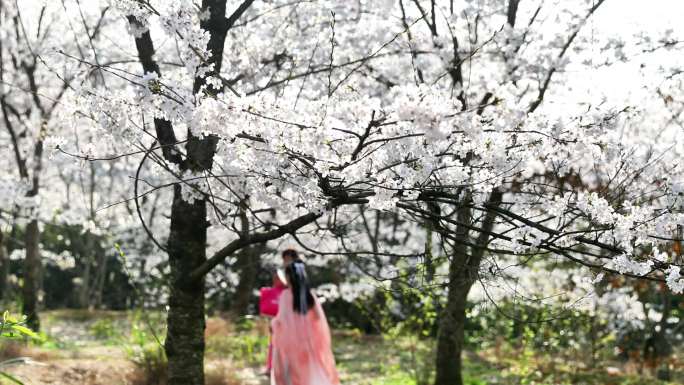 重庆南川：樱花绽放春意浓