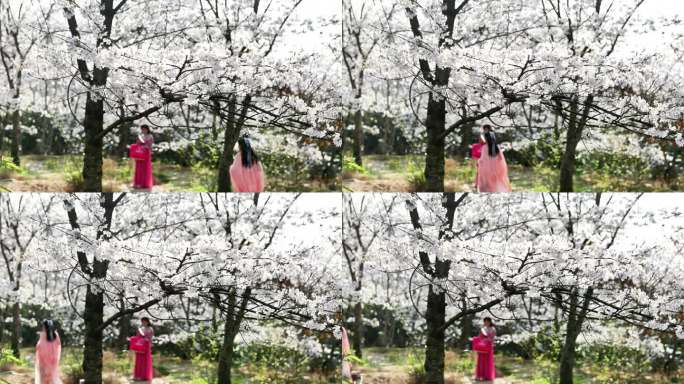 重庆南川：樱花绽放春意浓