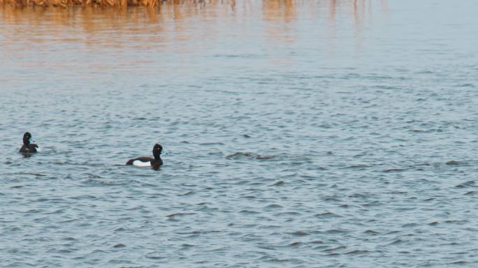 湿地常见野生鸟类——凤头潜鸭
