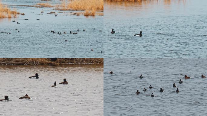 湿地常见野生鸟类——凤头潜鸭