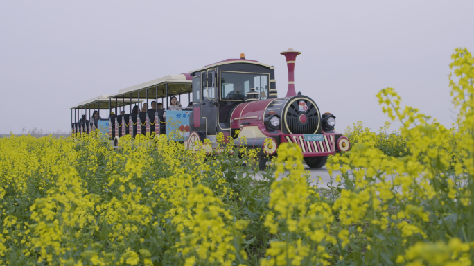 4K油菜花海小火车