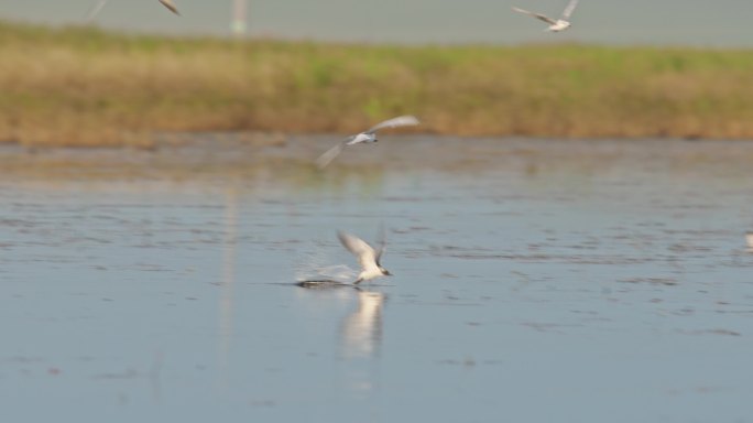 湿地常见野生鸟类——鸥类抓鱼